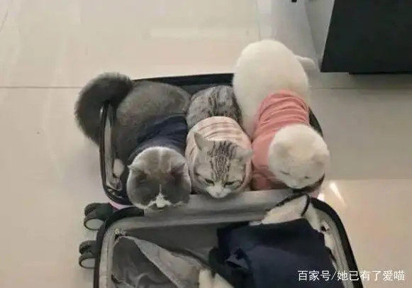 主人在整理行李箱,一回头,就被自家三只猫咪的表情萌的心都化了