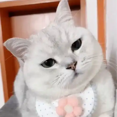 猫咪这样的表情看着主人,给主人都整懵圈了,这是想表达什么
