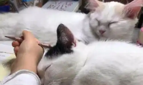 两只小奶猫陪主人写作业,没忍住睡着了,小表情太萌,网友羡慕
