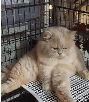 流浪猫被好心人收养,白天生活快乐没异常,夜间状态却令人担忧