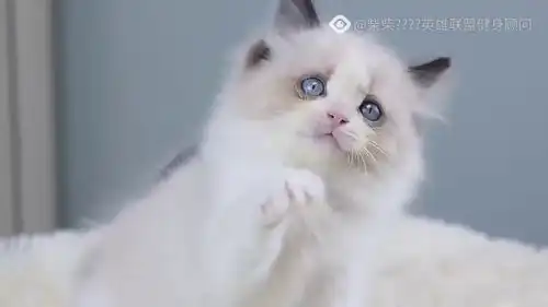 一只软萌软萌的小可爱猫猫