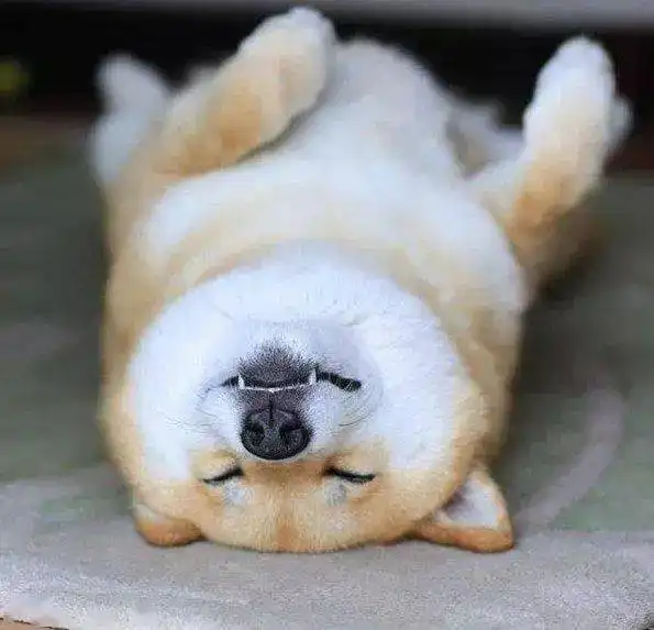 柴犬除了爱笑还有哪些招人喜欢的特点呢它的缺点有哪些呢
