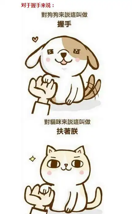 铲屎的,你给我过来5部猫奴必备的电影