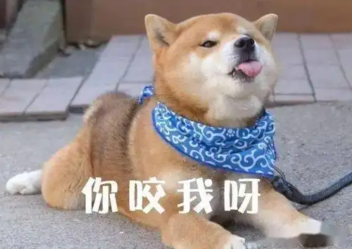 大型人咬狗现场狗子你们到底是人还是狗
