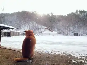 它的表情已成过去这只著名的表情包柴犬去世了