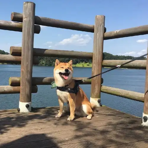 一只老爱贱笑的柴犬,笑起来像个表情包,让人忍不住想揪它小肥脸