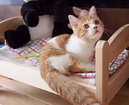 猫眼角发炎有泪痕,猫咪的泪痕重