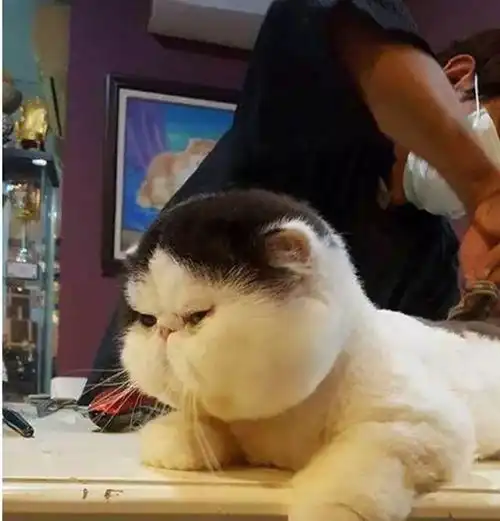 铲屎官带猫咪去理发,猫咪被美容师剃毛后,主人立马就后悔了