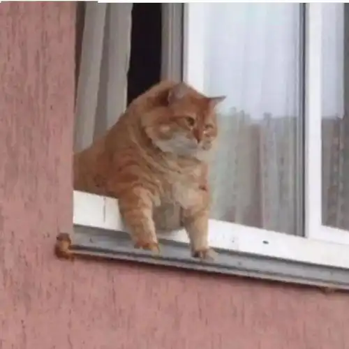 正经猫片,笑到喷饭,插画师笔下的猫咪迷惑行为,原来你是这样的憨憨