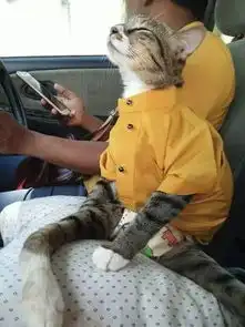 主人每次带着下身瘫痪的猫咪出去玩的时候,猫咪的表情亮了...