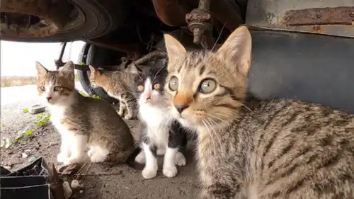 小萌猫们躲到卡车下,瞪大眼睛直勾勾的看着人,表情好可爱