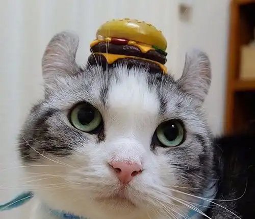 喜欢卖萌的可爱猫咪,颜值担当就是这么给力