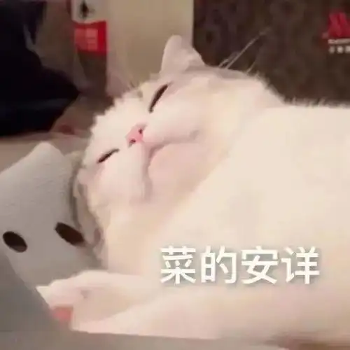 铲屎官救命我被小猫文学整破防了