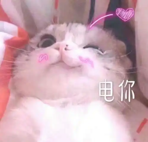 如果猫咪有这些表现,说明它爱你入骨了