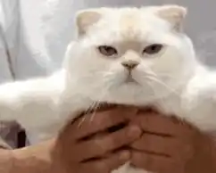 最新猫咪日常蠢图,哈哈哈笑傻了