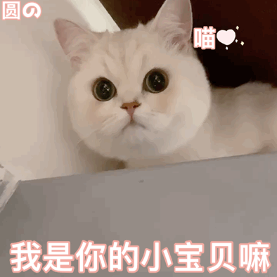 若一只猫被你养得好,会有这些迹象,你还不知道吧