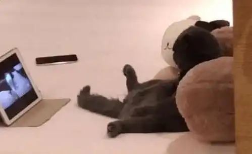 出门前忘了喂蓝猫,回家看到它坐地上看电视,眼神把主人吓住