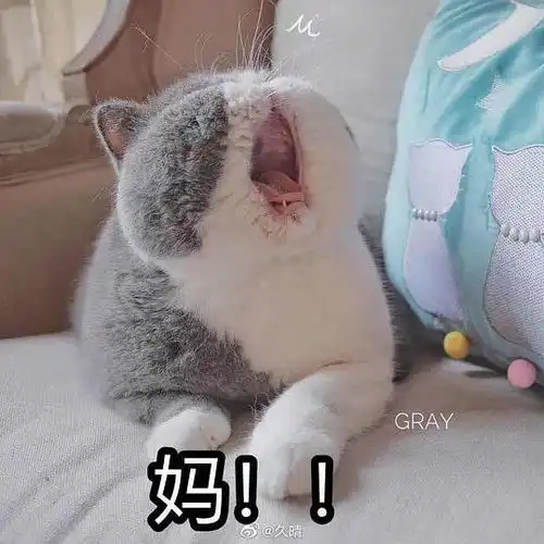 的相册猫咪喊麻麻