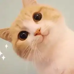 表情包丨小萌猫bobi,你就是我的小天使
