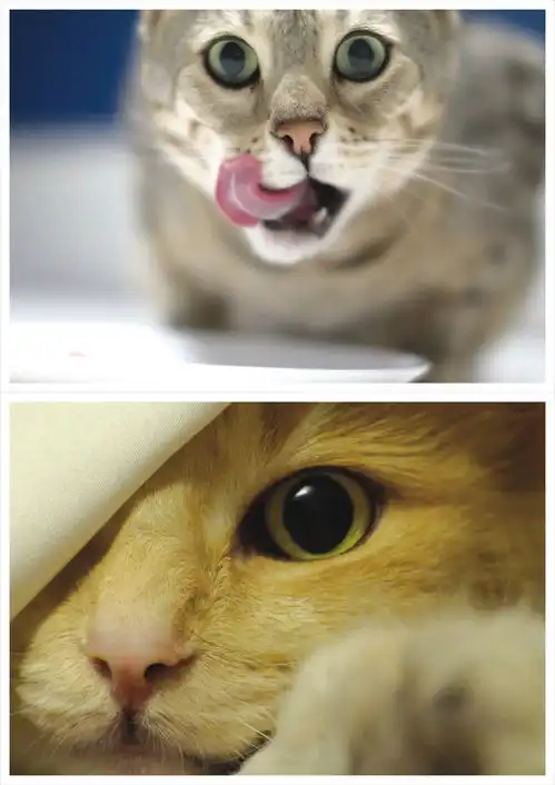 第103期明信片欣赏小萌猫