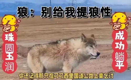 别给我提狼性文化,狼能吃饱也会躺倒