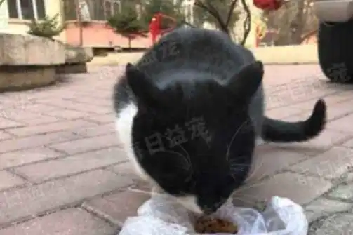 猫咪街上撒娇卖萌,结果被骗去医院绝育了,喵人类套路真多