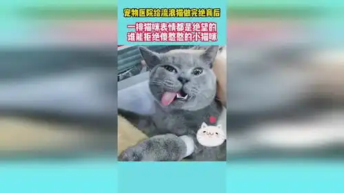 宠物医院给流浪猫做完绝育后,一排猫咪表情都是绝望的