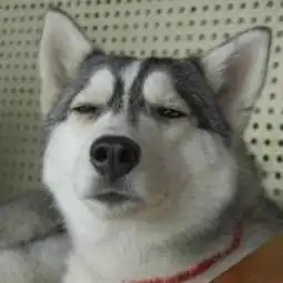 求跟这张图的狗表情一样的猫咪的高清头像