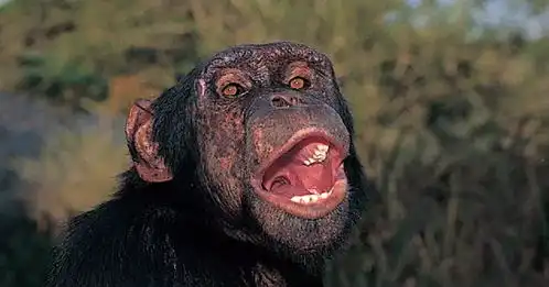 哺乳动物系列猿二