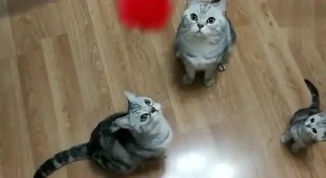 铲屎官在逗小猫咪的时候,发现他们的表情真的好萌