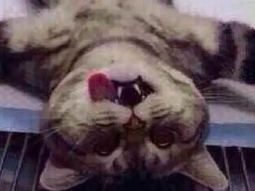 宠主给猫咪做绝育,醒来的猫咪看着自己大哭朕的幸福完了