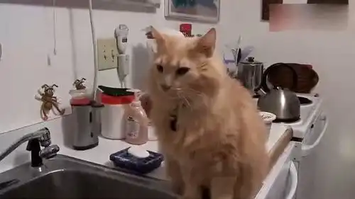 猫咪想喝水跑进厨房看着表情在家绝对是戏精
