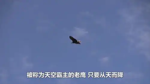 两只老鹰同时盯上一只狼,下一秒狼分分钟被活捉镜头拍下全过程