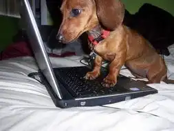 全民网络时代之宠物也上网