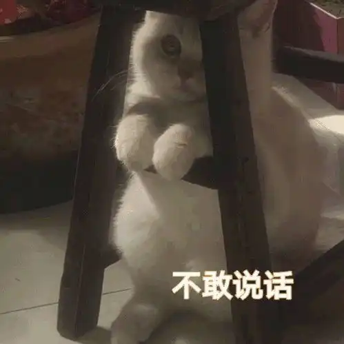 最新猫咪表情包这么可爱的表情包,你不喜欢吗