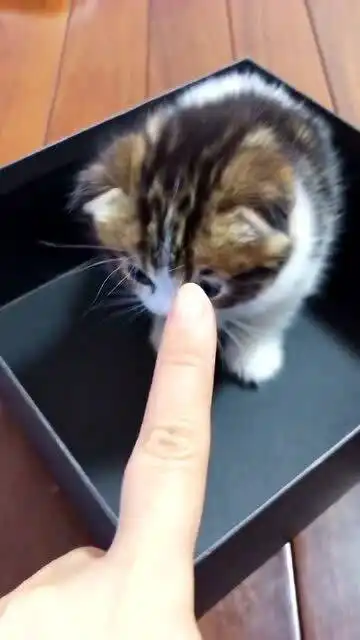 猫生第一次穿衣服,这小表情萌翻了