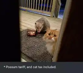 橘猫的猫粮被负鼠霸占,橘猫想吃又害怕,这表情笑喷了...