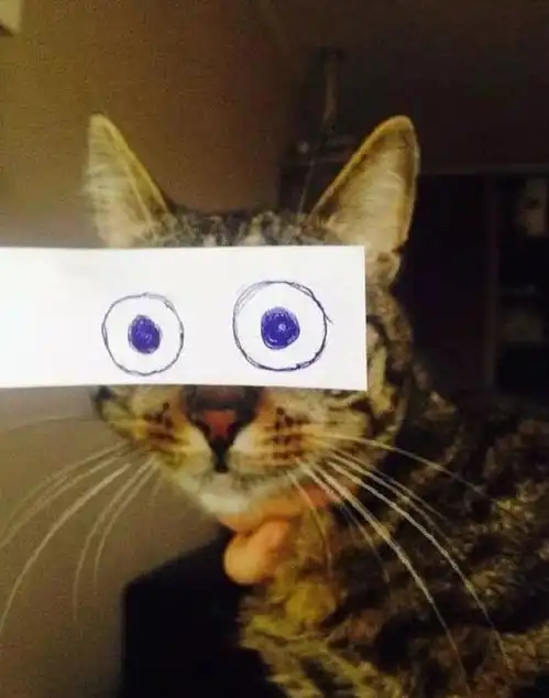 每日一笑看完这组图,你还能记清楚猫的眼睛长啥样吗