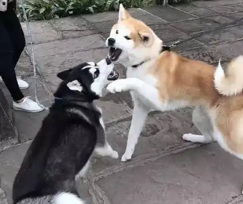 哈士奇跟柴犬干上了,一大波表情包正在袭来,笑死人啦
