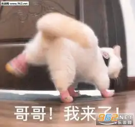 我爱他一辈子追星女孩图片哥哥钓我追星表情包下载乐游网游戏下载