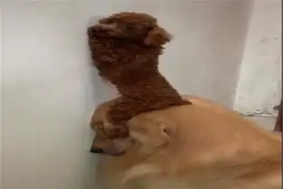 两只狗狗合伙拆家被惩罚,网友注视到泰迪的表情时,它的反应亮了