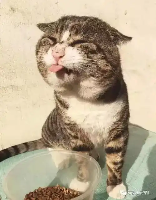 击败猫界表情包四大高手的,居然是它