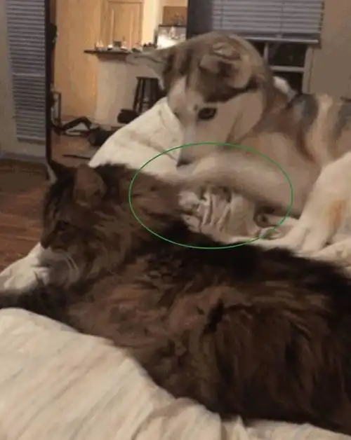 哈士奇看不惯猫咪在床上睡觉,二哈上去就是一脚,表情绝了