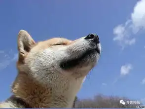 16岁表情包柴犬北登去世日本网民集体哀悼