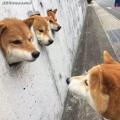 最戏精的狗狗之一柴犬,让人迷恋的绝不止微笑和表情包