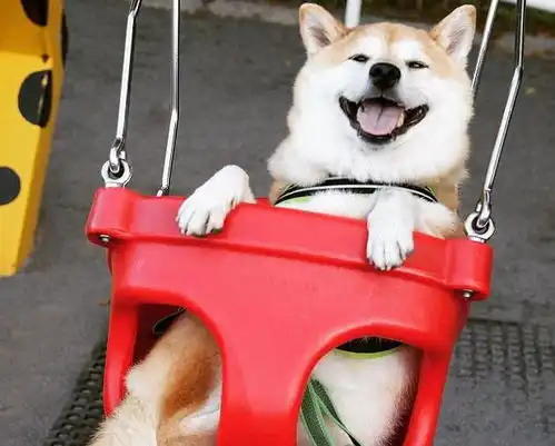 为什么柴犬这么讨人喜欢呢