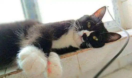 为让猫咪长记性,窗外放满针垫,猫还一脸享受