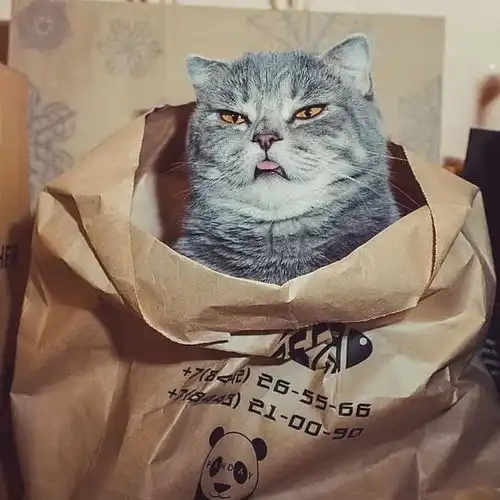 我没看错吧,这只猫咪竟然喜欢吐舌头把自己当成狗狗了吗