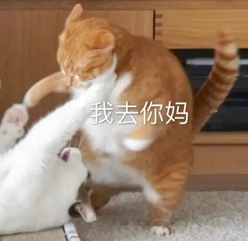 猫咪表情包投降,投降,我投降