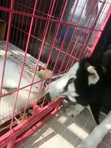 哈士奇我们不是狼的草稿,我们是移动的表情包
